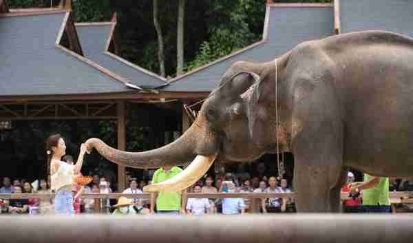 环保组织起诉西双版纳野象谷大象表演，景区回应