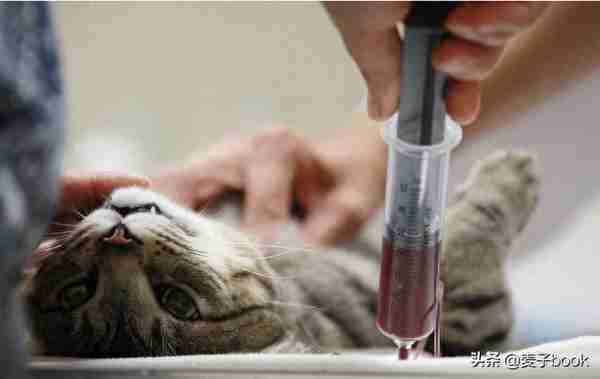 “血猫”存在的意义就是给贵猫献血？揭秘：让人作呕的黑色产业链