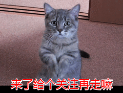 波斯猫为啥从“受欢迎”到“无人问津”，网友：这6点太可怕了