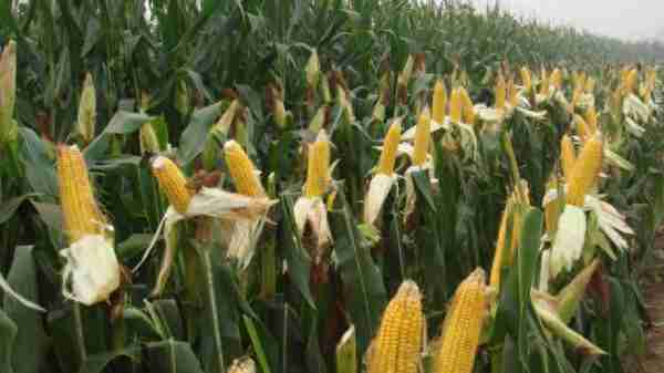 种植100亩地的小麦和玉米，一年能赚50万吗？