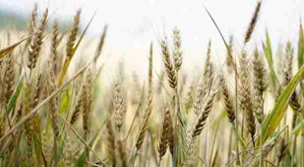 种植100亩地的小麦和玉米，一年能赚50万吗？